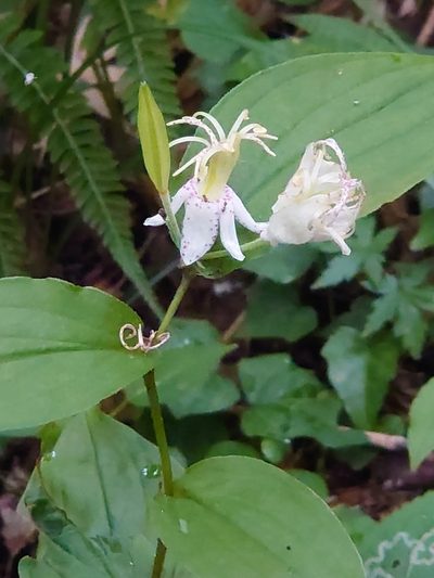 Tricyrtis macropoda, photographed by WATANABE Hitoshi 渡辺仁