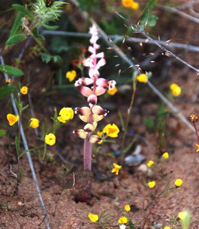 Lachenalia membranacea, photographed by Tony Rebelo