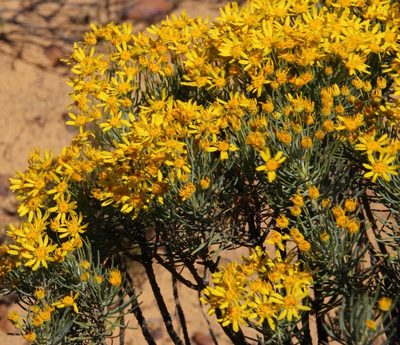 Euryops rehmannii, photographed by Tony Rebelo