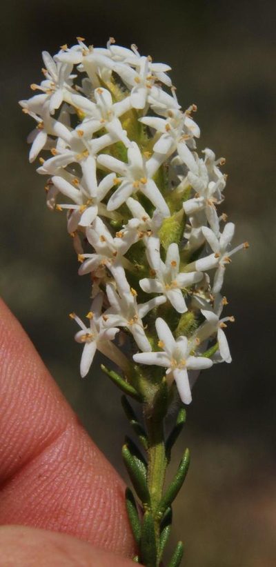 Selago lamprocarpa, photographed by Tony Rebelo