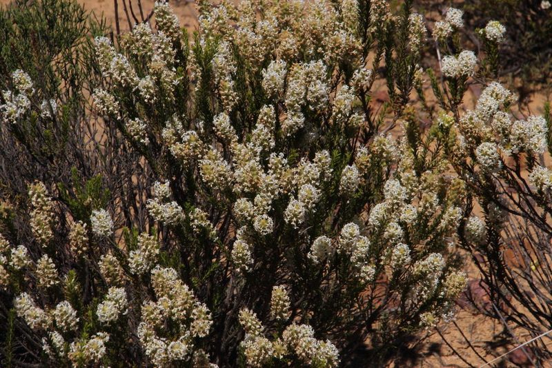 Selago lamprocarpa, photographed by Tony Rebelo