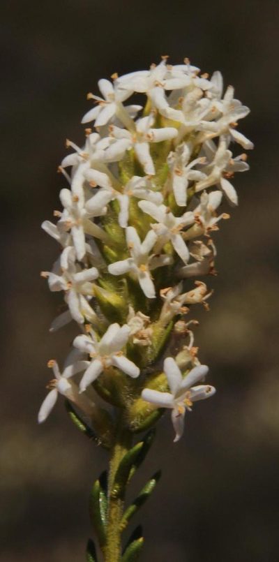 Selago lamprocarpa, photographed by Tony Rebelo