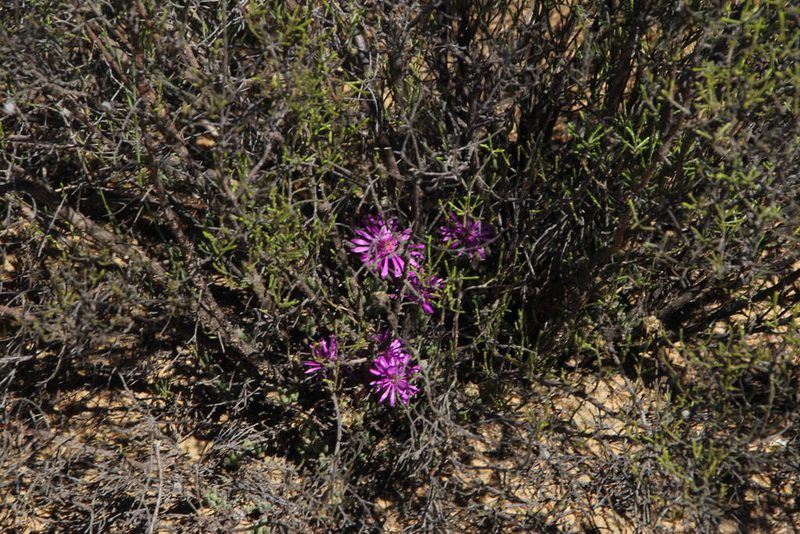 Drosanthemum glabrescens, photographed by Tony Rebelo