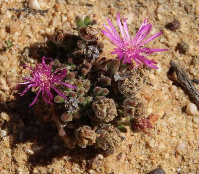 Drosanthemum glabrescens, photographed by Tony Rebelo