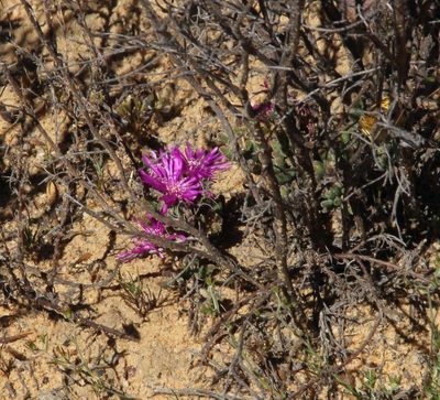 Drosanthemum glabrescens, photographed by Tony Rebelo