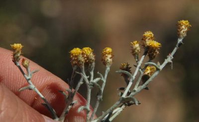 Helichrysum cylindriflorum, photographed by Tony Rebelo