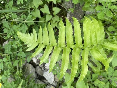 Diplazium esculentum, photographed by chen ying-hsiao