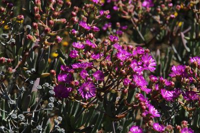 Ruschia pungens, photographed by Tony Rebelo