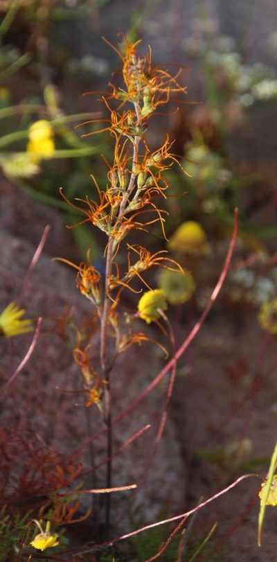 Manulea decipiens, photographed by Tony Rebelo