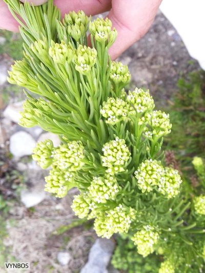 Thesium pinifolium, photographed by Chris Vynbos