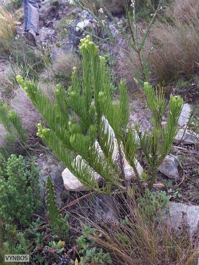 Thesium pinifolium, photographed by Chris Vynbos