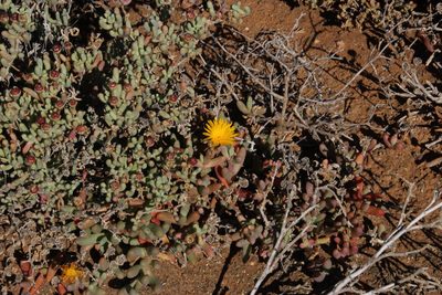 Malephora crassa, photographed by Tony Rebelo