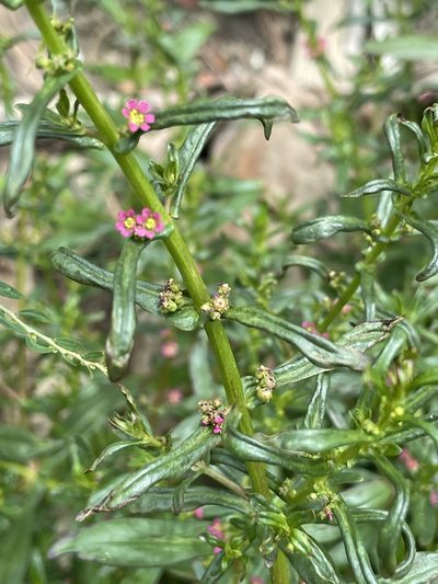 Ammannia auriculata, photographed by chen ying-hsiao