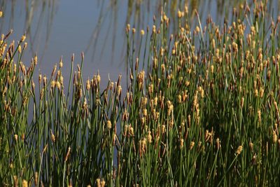 Eleocharis limosa, photographed by Tony Rebelo