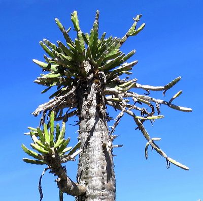 Euphorbia grandidens, photographed by Di Turner