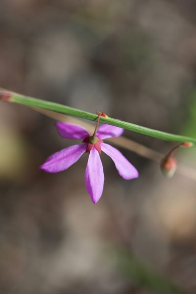 Tetratheca affinis, photographed by Ruth Clark