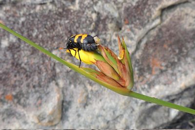 Bobartia parva, photographed by jillblignaut