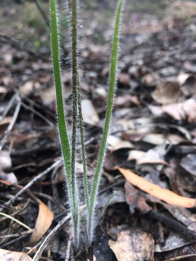 Caladenia validinervia, photographed by Ruth Clark