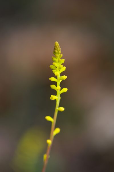Synaphea gracillima, photographed by Ruth Clark