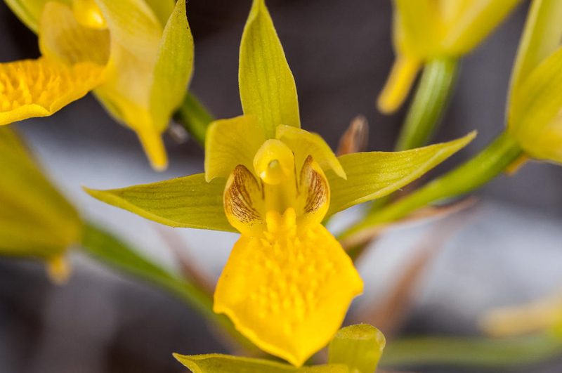 Eulophia litoralis, photographed by magriet b