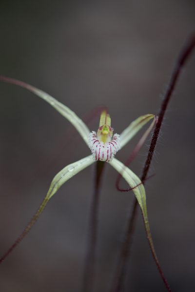 Caladenia validinervia, photographed by Ruth Clark