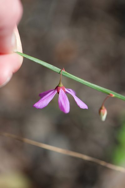 Tetratheca affinis, photographed by Ruth Clark