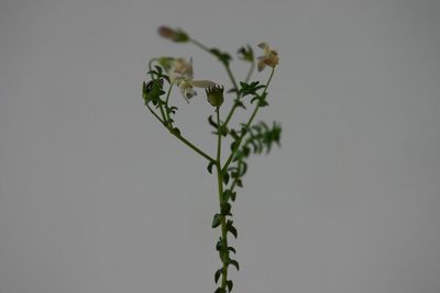 Wahlenbergia loddigesii, photographed by jillblignaut