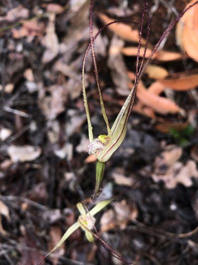 Caladenia validinervia, photographed by Ruth Clark