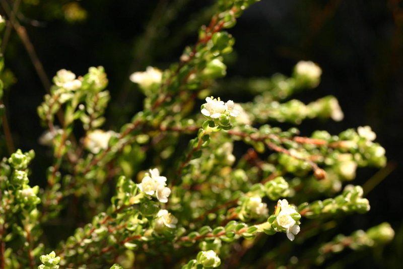 Lachnaea ericoides, photographed by jillblignaut