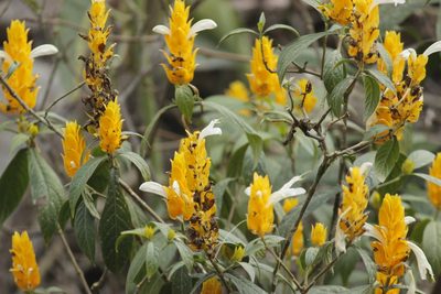 Pachystachys lutea, photographed by Ruth Gutiérrez Oliveros