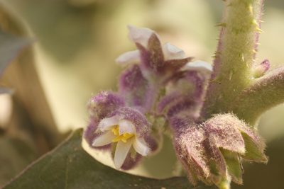 Solanum quitoense, photographed by Ruth Gutiérrez Oliveros