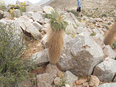 Pachypodium namaquanum, photographed by James Deacon