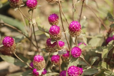 Gomphrena globosa, photographed by Ruth Gutiérrez Oliveros