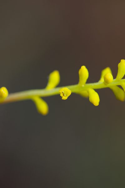 Synaphea gracillima, photographed by Ruth Clark
