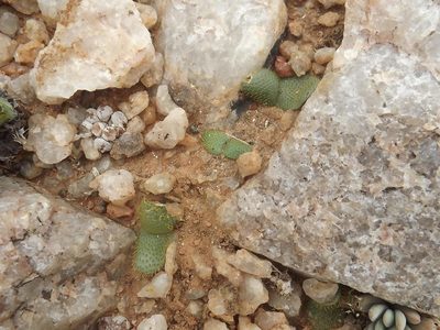 Brunsvigia namaquana, photographed by James Deacon