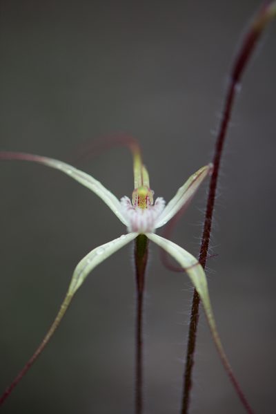 Caladenia validinervia, photographed by Ruth Clark