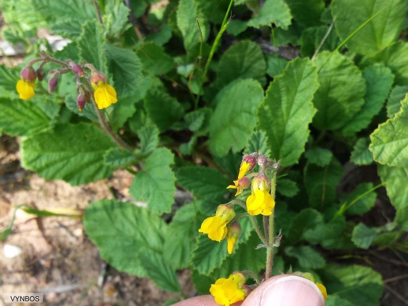 Hermannia prismatocarpa, photographed by Chris Vynbos