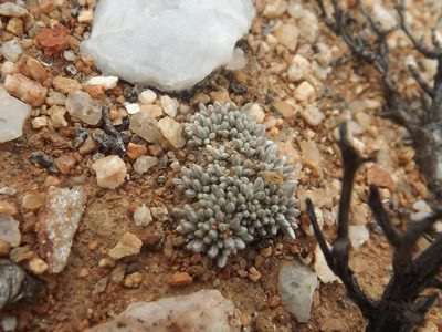 Anacampseros quinaria, photographed by James Deacon