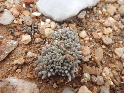 Anacampseros quinaria, photographed by James Deacon