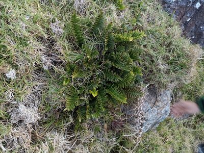 Asplenium amboinense