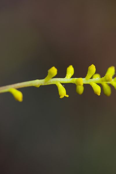 Synaphea gracillima, photographed by Ruth Clark