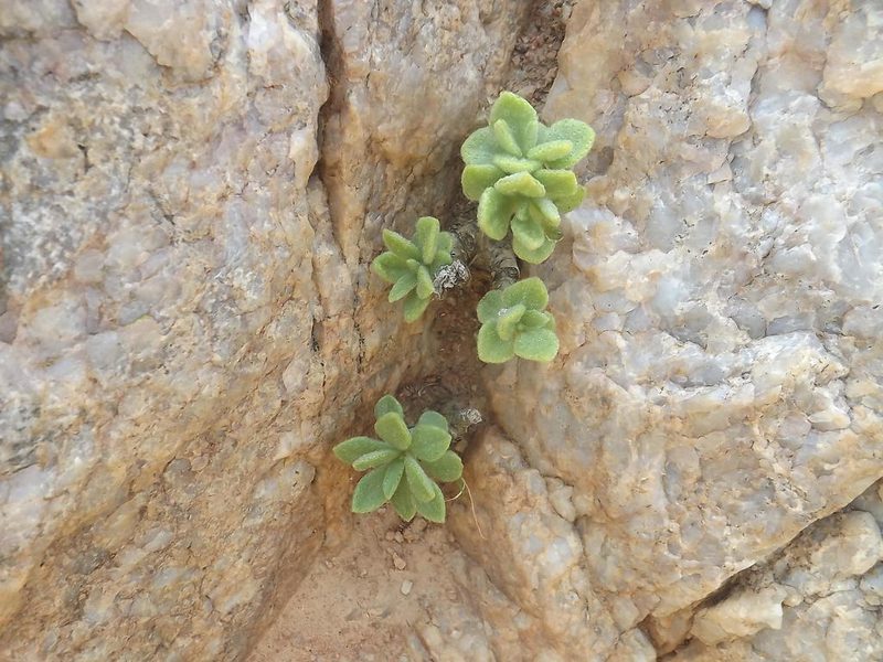 Tylecodon racemosus, photographed by James Deacon