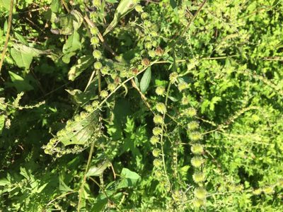 Hackelia virginiana, photographed by Emily Rollinson