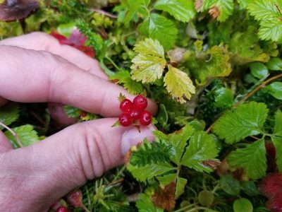 Rubus pedatus, photographed by Matt Muir