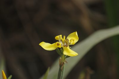 Trimezia steyermarkii, photographed by Ruth Gutiérrez Oliveros