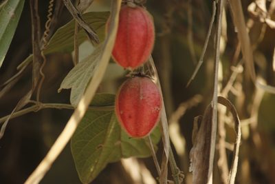 Passiflora cisnana, photographed by Ruth Gutiérrez Oliveros