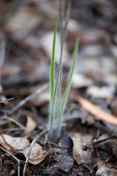 Caladenia validinervia, photographed by Ruth Clark
