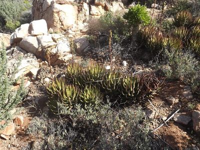 Aloe melanacantha, photographed by James Deacon