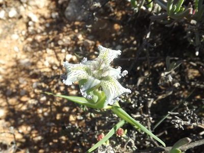 Ferraria ferrariola, photographed by James Deacon