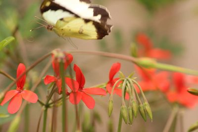 Pelargonium tongaense, photographed by Robert Taylor